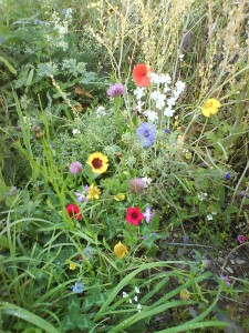 Bild: verschiedene blühende Blumen auf einer wilden Wiese