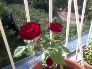 Blühende rote Rosen in einem Blumentopf auf einem Balkon