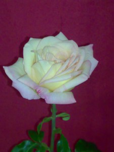 Bild: eine weiße blühende Rose vor einem weinroten Hintergrund