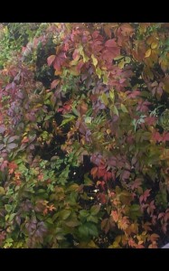 Bild: buntes Herbstlaub an einem Baum